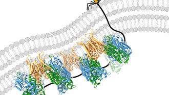 Новые открытия помогут вирусам-фагам победить устойчивые к антибиотикам бактерии