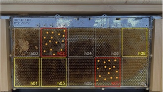 Роботизированные рамки для ульев раскрывают новые данные о поведении пчёл и хранении мёда