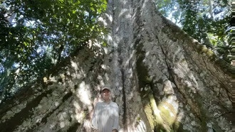 Выжженные леса Амазонии остаются перегретыми десятилетиями, показало исследование