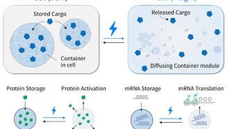 Ученые создали платформу для точного контроля активности белков и РНК в живых клетках