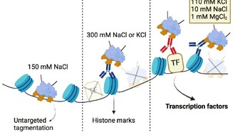 Новый метод DynaTag позволяет изучать взаимодействие белков с ДНК на уровне отдельных клеток