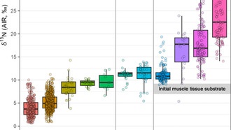 Неандертальцы, возможно, ели ферментированное мясо с личинками мух