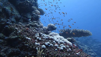 Изменчивый "оксипейзаж" может помочь в борьбе с деоксигенацией прибрежных экосистем