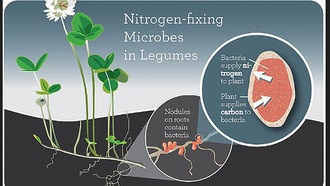 Скрытые генетические кластеры в почвенных бактериях могут помочь увеличить урожай бобовых