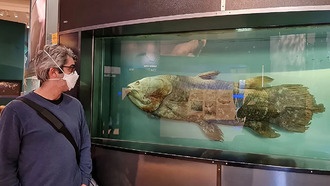 Учёные пересмотрели анатомию «живого ископаемого» целаканта, изменив представления об эволюции черепа позвоночных