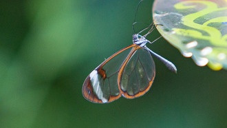 Генетическое исследование стеклянных бабочек пересмотрело их эволюционное древо
