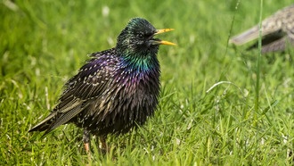 Музыкант сохранил изображение на живой птице