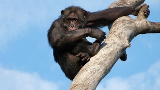 Люди научились ходить на двух ногах в деревьях, предполагают учёные
