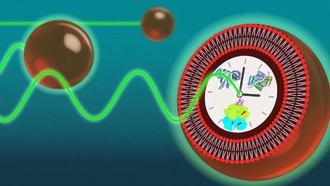 Искусственные клетки научились поддерживать 24-часовые циклы, как живые организмы