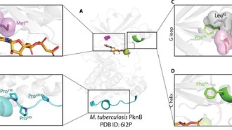 Учёные создали атлас бактериальных киназ для разработки новых антибиотиков
