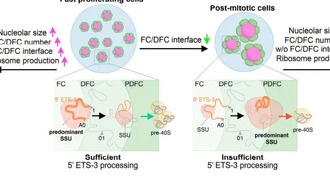 Ученые раскрыли связь между обработкой пре-рРНК и архитектурой ядрышка