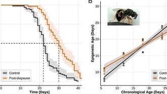 Осы могут скрывать секрет замедления старения