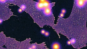 Учёные впервые визуализировали гликокаликс на молекулярном уровне