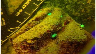 Комбинация световых массивов и 3D-модулей удваивает выживаемость молодых кораллов