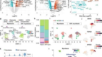 Учёные вырастили более толстую и реалистичную искусственную говядину в лаборатории