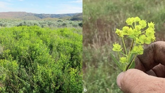 Новый метод ИИ создаёт синтетические изображения для борьбы с инвазивными растениями