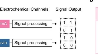 Бактериальные сенсоры в реальном времени обнаруживают мышьяк и кадмий в воде