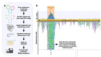 Учёные разработали инструмент для выявления устойчивости бактерий к антибиотикам