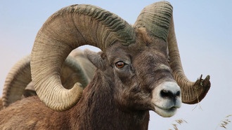 Дикие животные в национальных парках США по-разному реагируют на присутствие человека