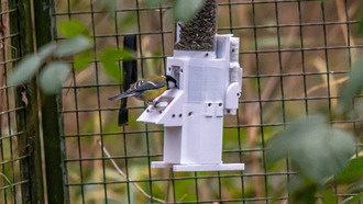 Большие синицы демонстрируют ранние признаки «развода» — исследование