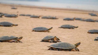 Дроны обнаружили крупнейшее в мире место гнездования черепах в Амазонии
