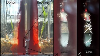 Грибы создают живые мосты для обмена водой между растениями