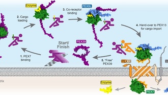 Учёные открыли белок, который передаёт ферменты как эстафетную палочку