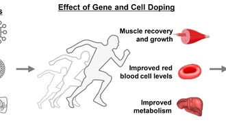 Новый метод анализа генного допинга поможет сохранить честность в спорте