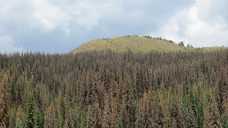 Учёные предлагают «дорожную карту» для улучшения природных решений в борьбе с изменением климата