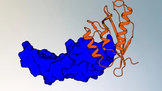 Новый метод создания белковых связующих молекул открывает путь к персонализированной терапии