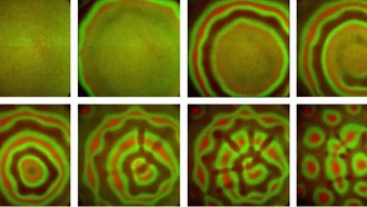 Бактериальные сообщества создают калейдоскопические узоры в синхронном плавании