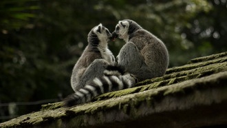 Перекос в соотношении полов у животных в зоопарках угрожает сохранению вымирающих видов