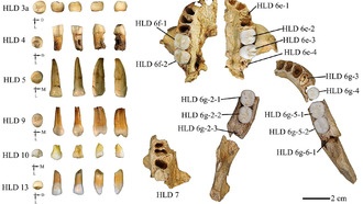 Найденные в Китае зубы раскрывают разнообразие людей в эпоху среднего плейстоцена