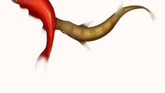 Учёные раскрыли генетическую загадку асимметричной головы африканской цихлиды