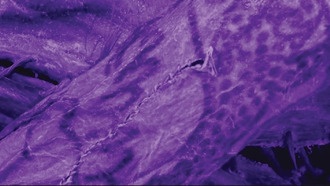 Учёные изучили древние татуировки сибирских ледяных мумий с помощью современных технологий