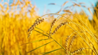 Китайские учёные создали генетическую карту устойчивости пшеницы к «ржавчине»