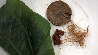 Учёные нашли следы жевания психоактивных орехов бетеля в зубах возрастом 4000 лет