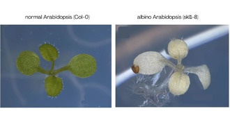 Учёные обнаружили ключевой белок, позволивший растениям выйти на сушу 500 млн лет назад