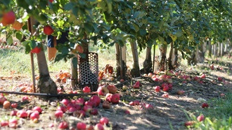 Как забродившие фрукты повлияли на развитие человеческих сообществ