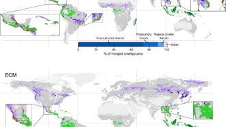 Переворот в экологии: карты биоразнообразия игнорируют подземные грибные очаги