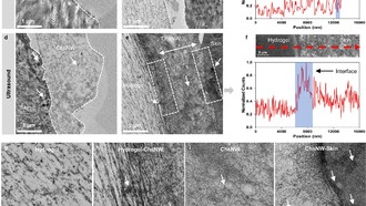 Ученые создали сверхпрочный биоадгезив из морских отходов