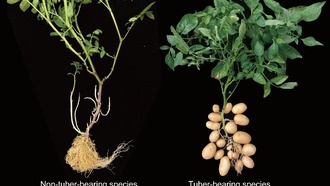 Учёные выяснили, что современный картофель появился в результате скрещивания с томатами 9 млн лет назад