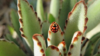 Микроклиматы могут спасти насекомых от вымирания