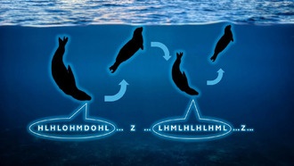 Песни морских леопардов оказались похожи на детские стишки