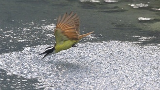 Исследование: крупные стаи рыб принимают более быстрые и точные решения при угрозе хищников