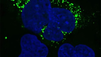 Новый ИИ-инструмент ShortStop исследует «тёмную сторону» человеческого генома
