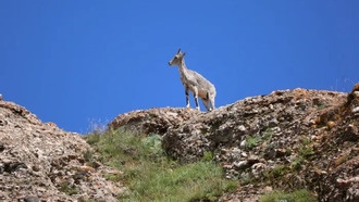 Микробиом кишечника помогает голубым баранам адаптироваться к местному рациону