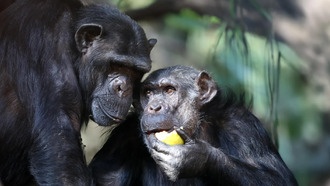 Пьяные обезьяны помогли людям эволюционировать? Новые данные о способности переваривать алкоголь