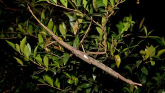 В Австралии обнаружили новый вид гигантских палочников