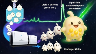 Учёные создали мутантный штамм дрожжей для производства омега-7 жирных кислот